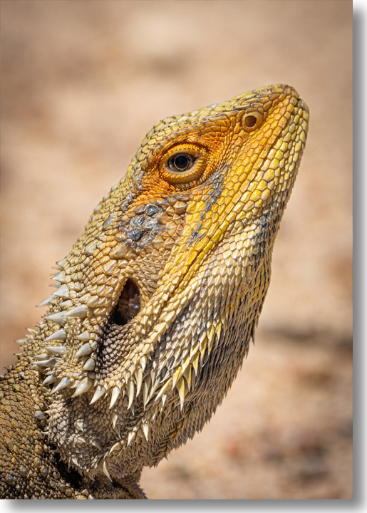 2023 Photo of the Year - Bearded Dragon by Shane Collins