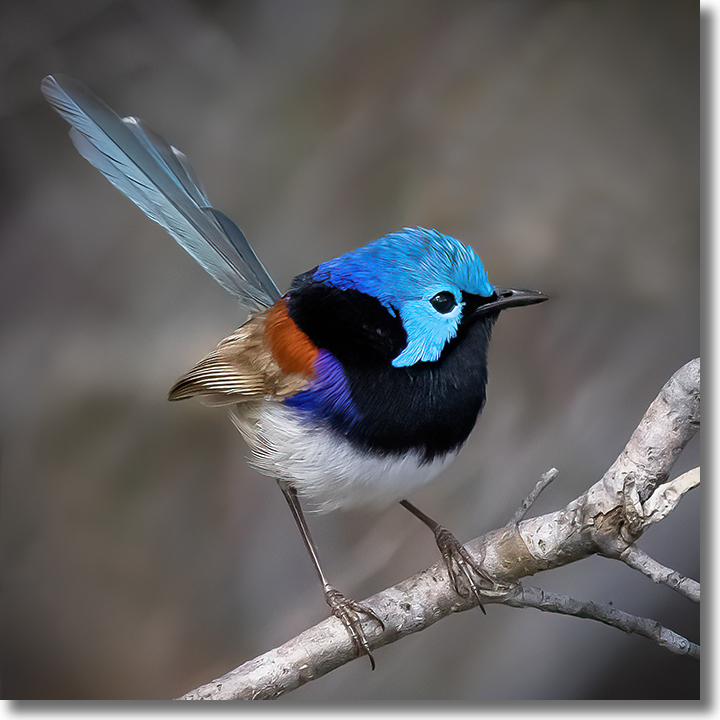 2021 Photo of the Year - Variegated Fairy-wren by David Rowley