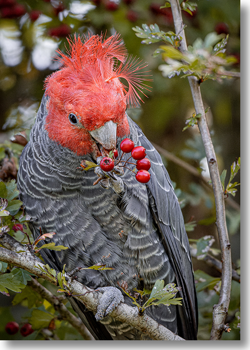 2022 Photo of the Year - Berry Obsession by Shane Collins