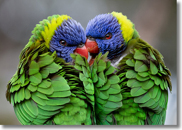 2019 Photo of the Year - Rainbow Lorikeets by Peter Noakes